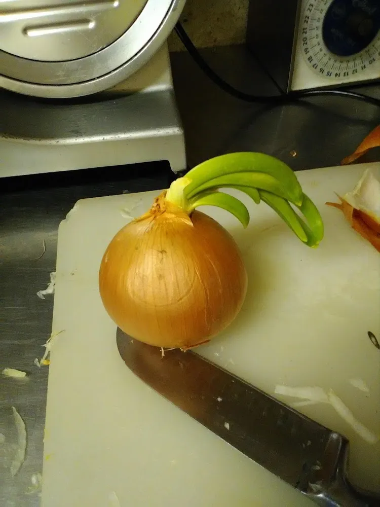 Giant Onion